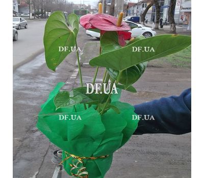 Антуріум в горщику - вид 3