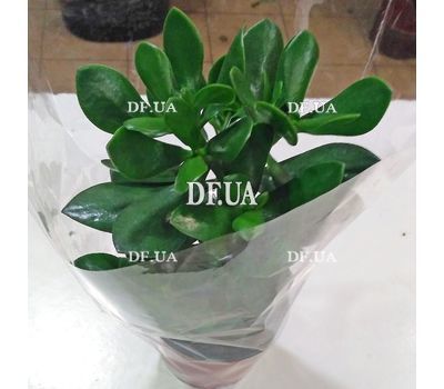 Money tree in a pot - view 2