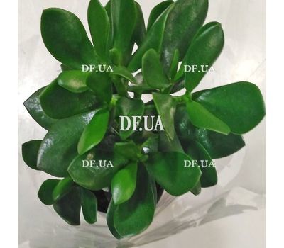 Money tree in a pot - view 3