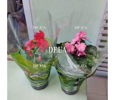 Red cyclamen - view 1