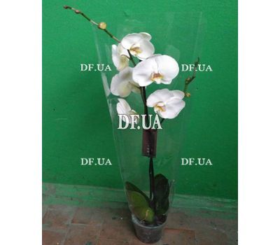 Phalaenopsis orchid in a pot - view 1