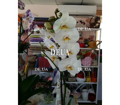 Phalaenopsis orchid in a pot - view 3