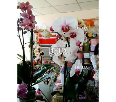 Phalaenopsis orchid in a pot - view 4