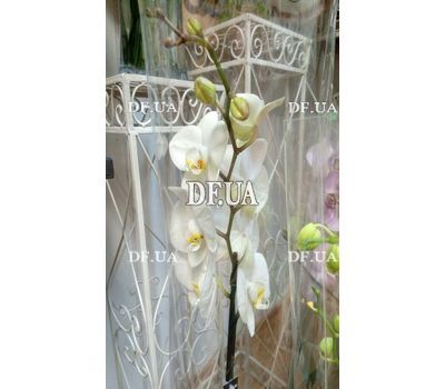 Phalaenopsis orchid in a pot - view 5
