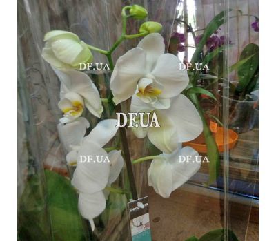 Phalaenopsis orchid in a pot - view 6
