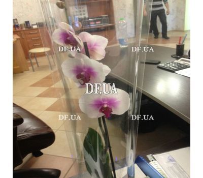 Phalaenopsis orchid in a pot - view 7