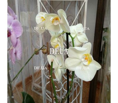 Phalaenopsis orchid in a pot - view 8