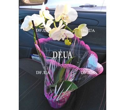 Phalaenopsis orchid in a pot - view 9