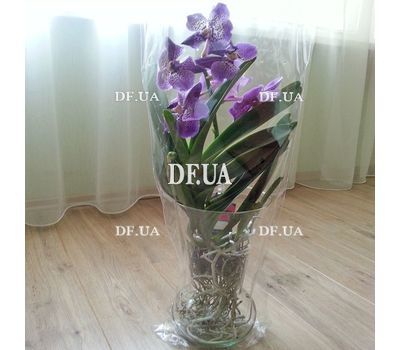 Wanda Orchid in Glass - view 1