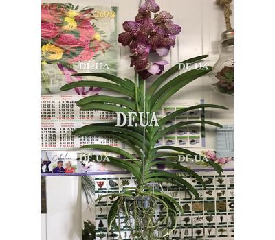 Wanda Orchid in Glass - view 2