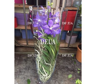 Wanda Orchid in Glass - view 3