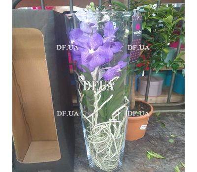 Wanda Orchid in Glass - view 4