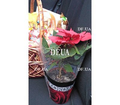 Poinsettia in a pot - view 1
