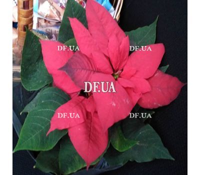 Poinsettia in a pot - view 2