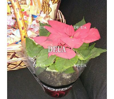 Poinsettia in a pot - view 3