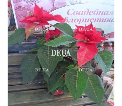 Poinsettia in a pot - view 4