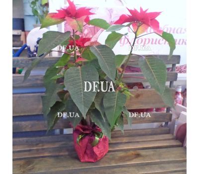 Poinsettia in a pot - view 5