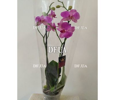 Pink orchid in a pot - view 1