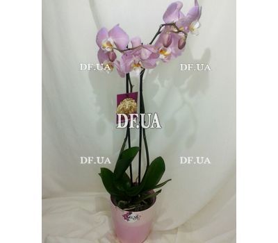 Pink orchid in a pot - view 10
