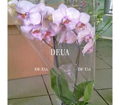 Pink orchid in a pot - view 11