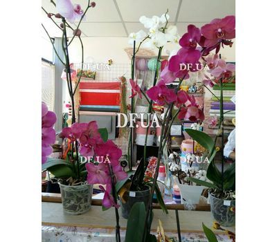 Pink orchid in a pot - view 12