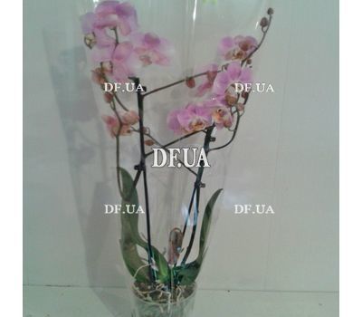 Pink orchid in a pot - view 15