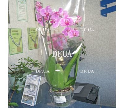 Pink orchid in a pot - view 16