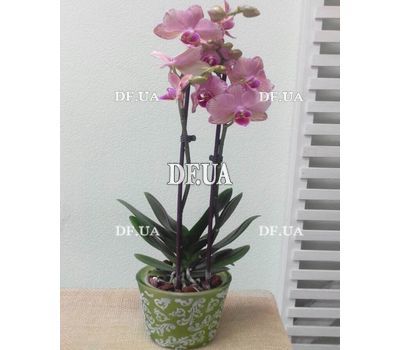 Pink orchid in a pot - view 17