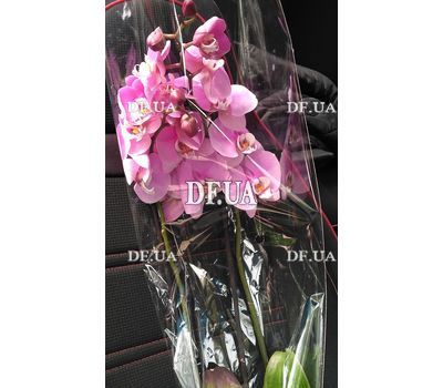 Pink orchid in a pot - view 2