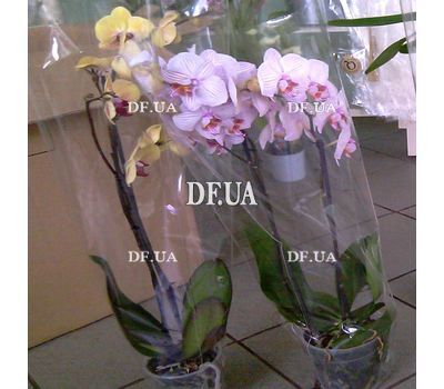 Pink orchid in a pot - view 20