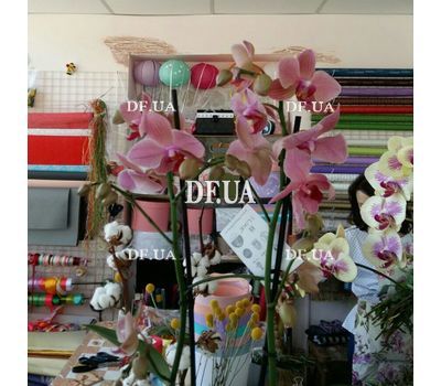Pink orchid in a pot - view 22