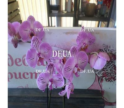 Pink orchid in a pot - view 23