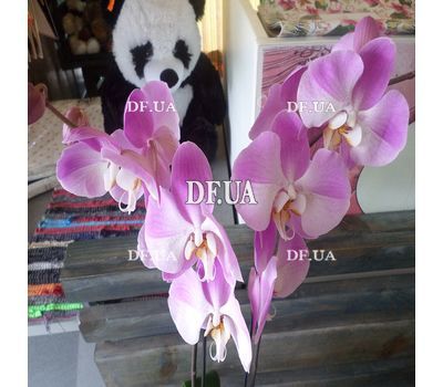 Pink orchid in a pot - view 24