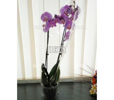 Pink orchid in a pot - view 3