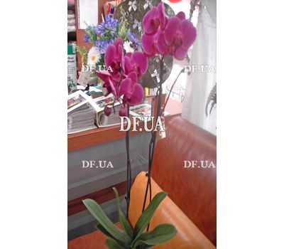 Pink orchid in a pot - view 4