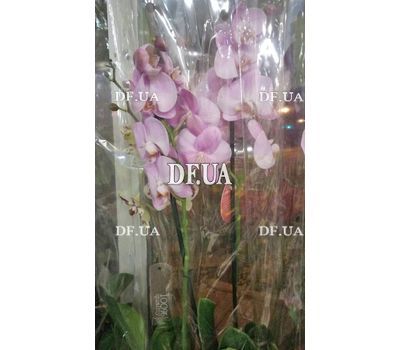 Pink orchid in a pot - view 5