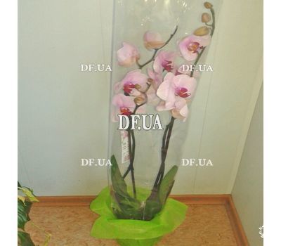 Pink orchid in a pot - view 7