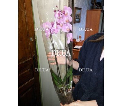 Pink orchid in a pot - view 8