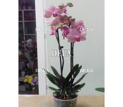 Pink orchid in a pot - view 9