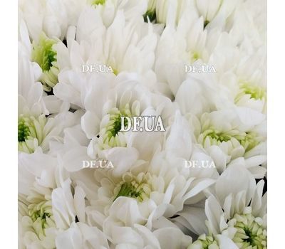 Heart of flowers chrysanthemums - view 5