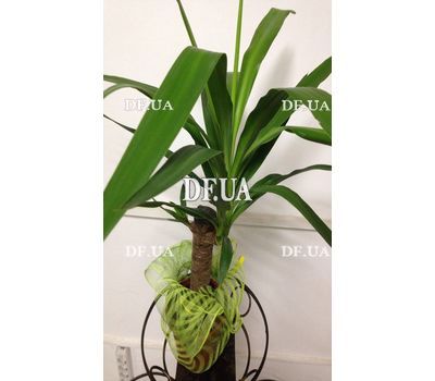 Yucca - view 1