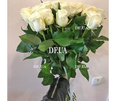 31 white rose - view 1