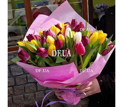 51 tulip - view 1