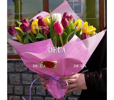 51 tulip - view 2
