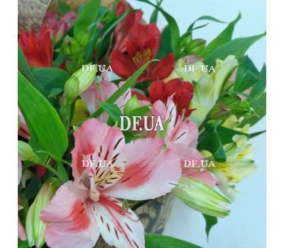 Alstroemeria flowers in bouquet - view 11