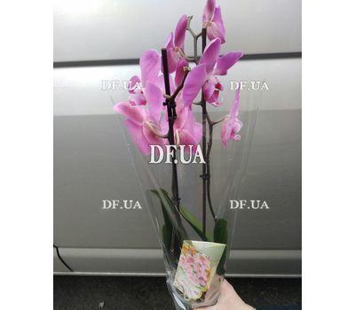 Pink orchid in a pot - view 26