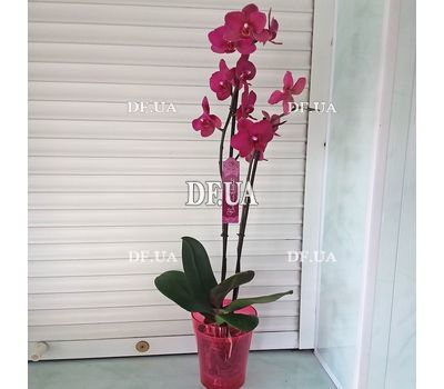 Pink orchid in a pot - view 27