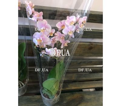 Pink orchid in a pot - view 28