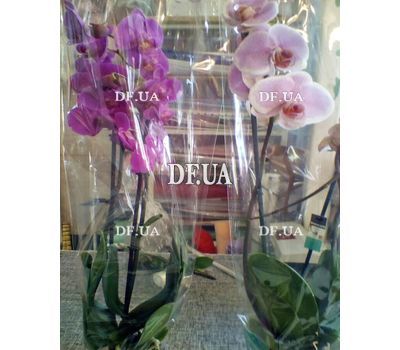 Pink orchid in a pot - view 29