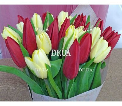 Live tulips - view 2
